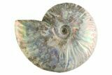Silver Iridescent Ammonite (Cleoniceras) Fossil - Madagascar #345602-1